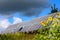 Sunflowers, solar panels Bright yellow sunflower flowers on the background of a solar power plant.