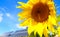 Sunflowers, solar panels Bright yellow sunflower flowers on the background of a solar power plant.