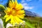 Sunflowers, solar panels Bright yellow sunflower flowers on the background of a solar power plant.