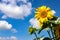 Sunflowers, solar panels Bright yellow sunflower flowers on the background of a solar power plant.