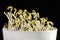 Sunflowers sprouting in a white bowl on black background