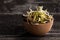 Sunflowers Sprouts in a Wooden bowl