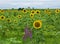 Sunflowers, St-Estephe, France