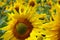 Sunflowers standing in a field