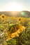 Sunflowers starting to droop at the end of the season