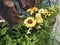 Sunflowers by the stone wall at noon