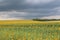 Sunflowers before the storm