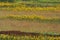 Sunflowers, sumac, tall grass prairie