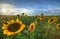 Sunflowers - summer picture