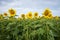 Sunflowers, Sunflower Field, Nature, Background