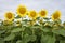 Sunflowers, Sunflower Field, Nature, Background