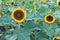 Sunflowers on sunflowers field and blur background, Worms in flowers.