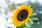 Sunflowers on sunflowers field and blur background, Worms in flowers.