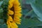 Sunflowers on sunflowers field and blur background, Worms in flowers.