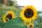 Sunflowers on sunflowers field and blur background, Worms in flowers.