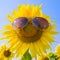 Sunflowers sunglasses
