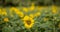 Sunflowers on a sunny day.