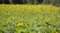 Sunflowers on a sunny day.