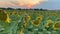 Sunflowers at sunset