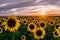 Sunflowers at Sunset