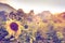 Sunflowers on sunset, floral natural background, beauty of nature