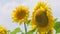 Sunflowers swaying from wind