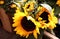 Sunflowers Take Center Stage With Large Yellow Petals