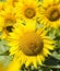sunflowers, territory of Eastern Europe