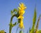 sunflowers, territory of Eastern Europe