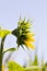 sunflowers, territory of Eastern Europe