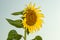 Sunflowers thrive in full sun and moist, well-drained soil