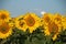 Sunflowers with Town Water Tower Behind