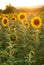 Sunflowers in Tuscany.