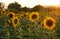 Sunflowers in Tuscany.