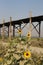Sunflowers at U Bein Bridge Myanmar Dry Season