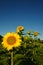 Sunflowers under blue sky