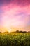 Sunflowers under colorful sunset sky