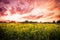 Sunflowers under colorful sunset sky