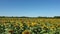 Sunflowers under  deep blue sky