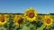 Sunflowers under  deep blue sky