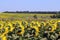 sunflowers with unfolded plant buds facing the sun