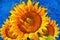 Sunflowers.Van Gogh style imitation