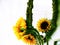 Sunflowers in a vase with a decorative mirror behind cross processed colour still life