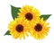 sunflowers vector pictures