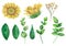 Sunflowers vector clipart. Rustic flowers clip art watercolor