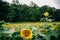 Sunflowers in a very large sunflower field in the summer fall at harvest