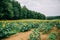 Sunflowers in a very large sunflower field in the summer fall at harvest