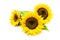 Sunflowers on the white background