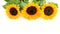 Sunflowers on the white background closeup, flat lay. Greeting card with copy space