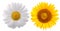 sunflowers on white background, Flower top view Isolated Background, flower Overhead view, Festive flower